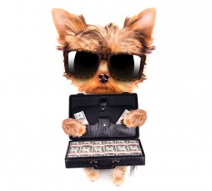 Puppy and kitten budget checklist